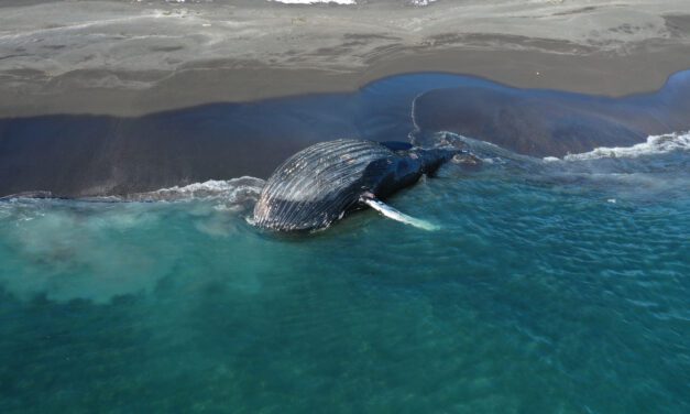 Sitka team conducts necropsy on dead humpback