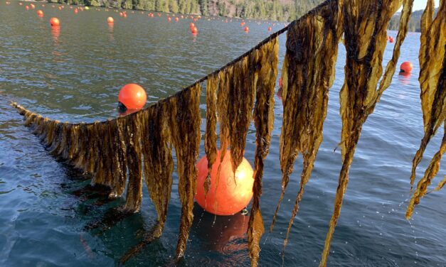 Interest in kelp farming is on the rise in Alaska, but the infrastructure is still catching up