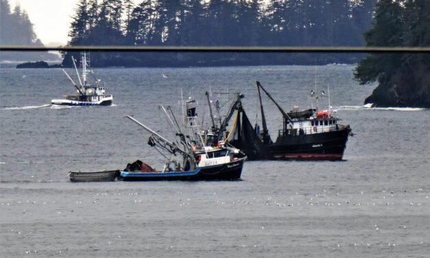 Commercial herring fishery closes with fleet catching 16,000 tons