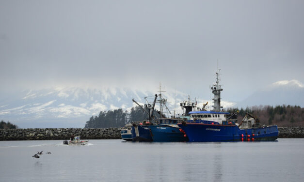 Commercial herring fishery winding down