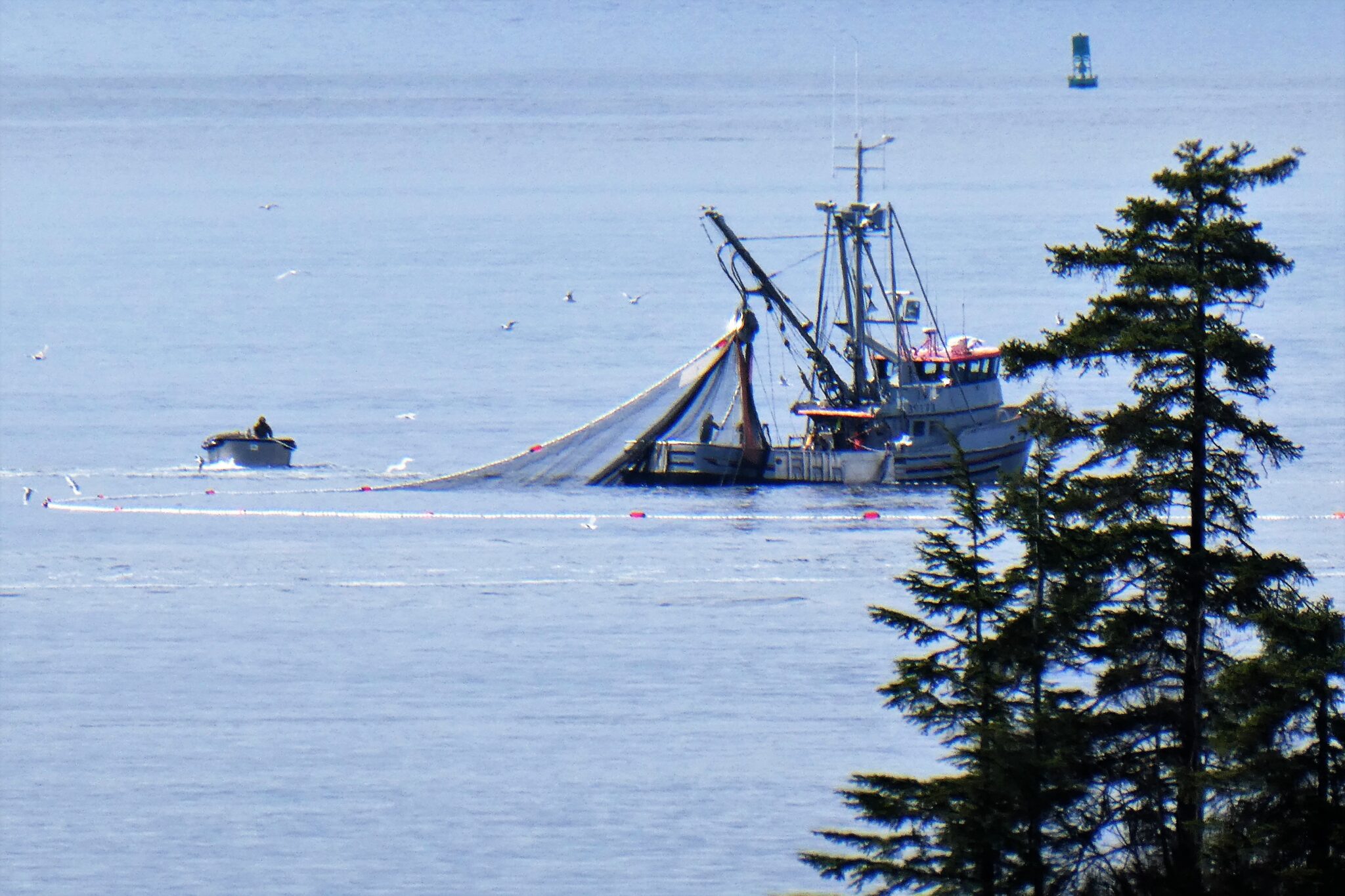 Herring fishery's cumulative catch reaches 8000 tons KCAW