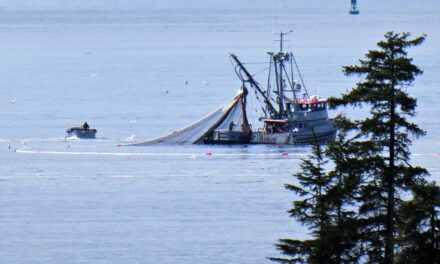 Herring fishery’s cumulative catch reaches 8000 tons
