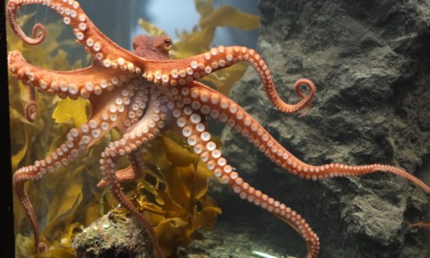 Sitka Public Library isn’t ‘squidding’ around with octopus-themed events