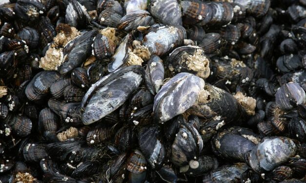 Paralytic Shellfish Poisoning advisory issued for Starrigavan Bay in Sitka