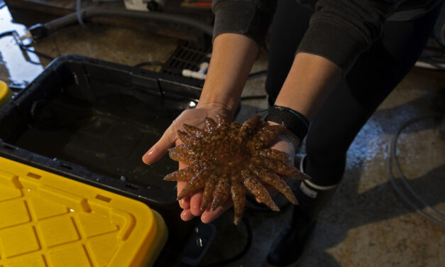 Sea star shines in study to reverse kelp forest decline in Pacific Northwest