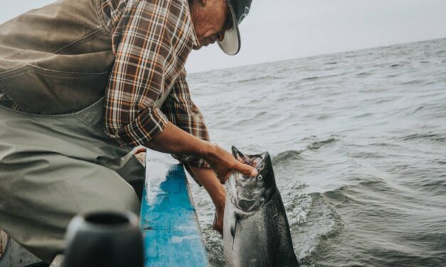 Salmon Nation harnesses power of storytelling in wild salmon preservation.