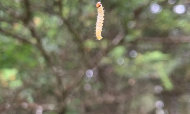 Warmer summers fuel western blackheaded  budworm infestation in Southeast