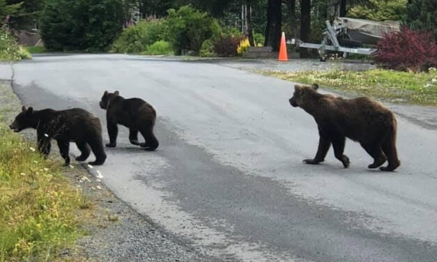 Sow and two cubs euthanized by Sitka Police Department Tuesday