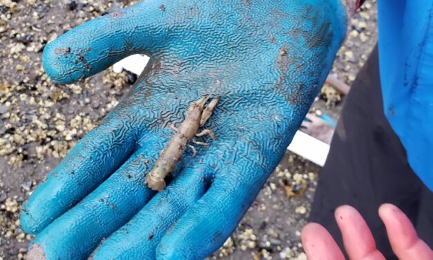 A remarkable parasite has come to Alaska. And now it must die.