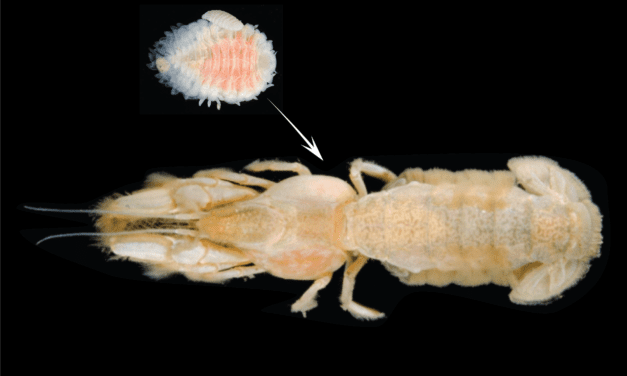 Invasive shrimp-sucking parasite detected in Southeast