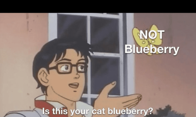 Blueberry and Not Blueberry: A curious ‘tail’ of two lookalike cats