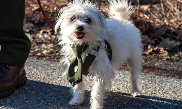 SNHP to host a Halloween B.A.R.K. for Sitka canines this Saturday