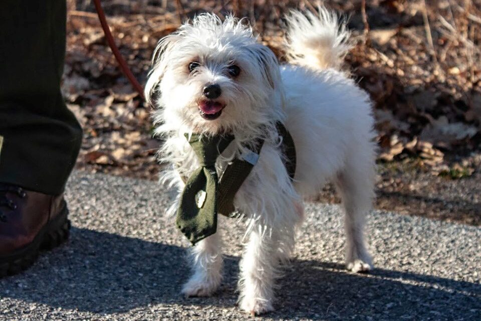 SNHP to host a Halloween B.A.R.K. for Sitka canines this Saturday