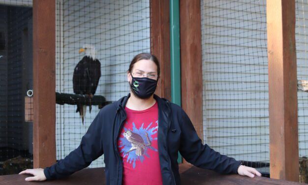 Here come the BIRDS, hello birds! TikTok fans flock to Sitka’s Raptor Center