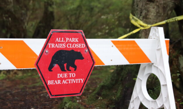 Injured bear shot and killed near middle school Monday