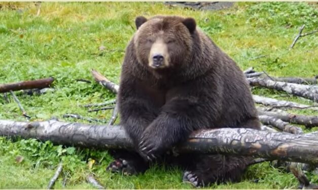 ADF&G: As long as Sitkans keep setting the table (with tempting trash), brown bears will keep sitting at it