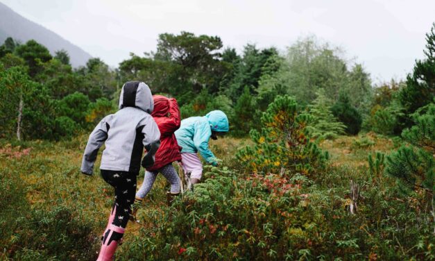 4-H members offer wild edibles at SCS ‘Wild Gratitude’ event this Sunday