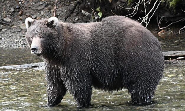 Well-known white-eared bear found dead of gunshot wound in Sitka neighborhood