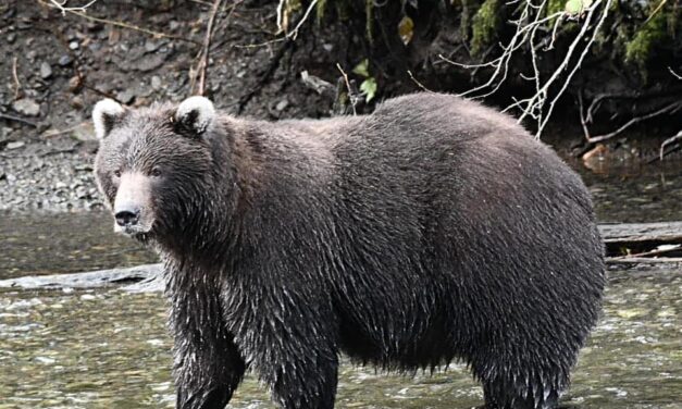 Task Force looks for proactive solutions to Sitka’s urban bear issues