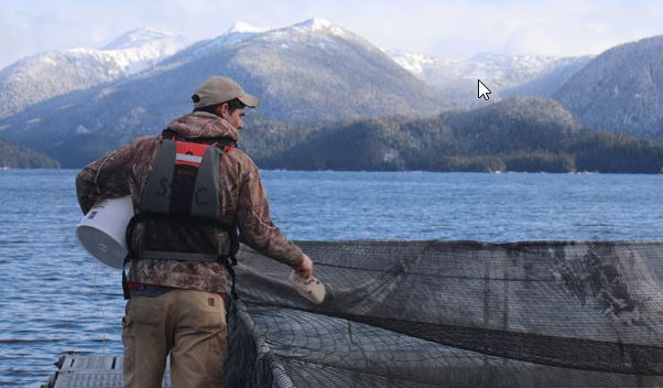 Grads say UAS Sitka’s hands-on ‘Aquaculture Semester’ is an exciting antidote to online learning