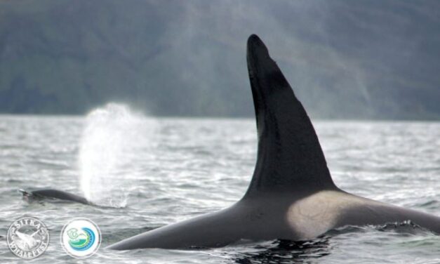 Science Center’s Food Web Cruise a chance to experience Sitka Sound’s ‘circle of life’