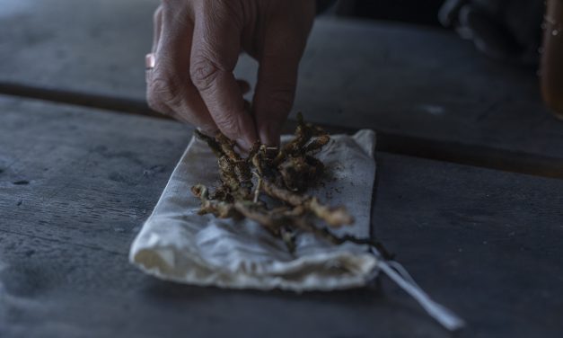 Seaweed, shoots, and wild celery: Sitkans ring in spring with   Indigenous foods and medicine class