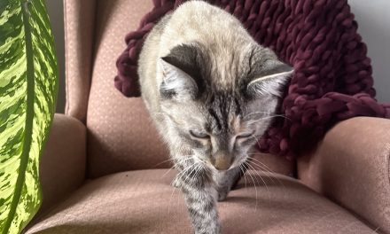 Sitka’s ‘little cat feet’ bigger than most