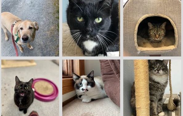 A new nonprofit, Friends of Sitka Animal Shelter supports pets and those who care for them