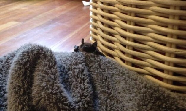 Like a flat out of hell: How one Sitkan has lived with ‘batty’ housemates for nearly two years