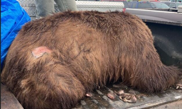 Bear shot on Monastery Street early Sunday