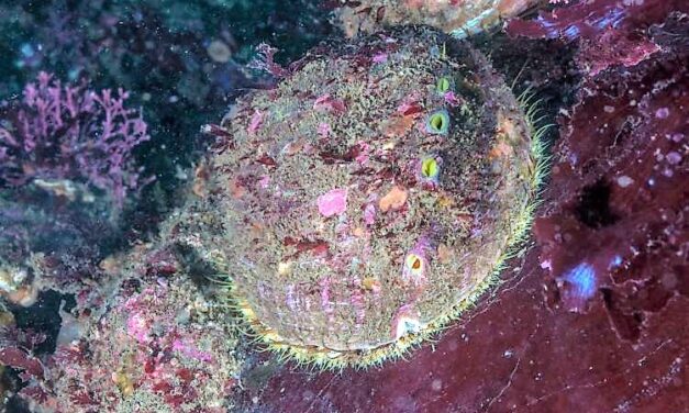 Abalone survey will inform work to rebuild stocks, improve harvests