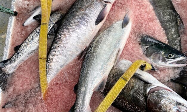 A rare summer-long chinook opener was not enough to lure SE trollers away from Chumageddon