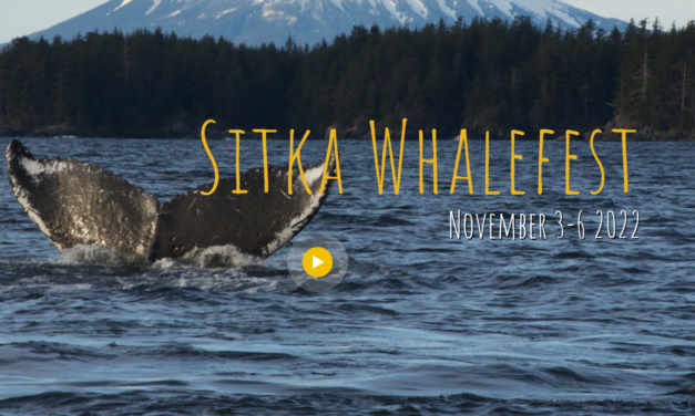 Anticipation building for Sitka Whalefest 2022