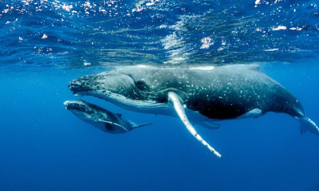 Courting, sex, and babies deliver a (re)productive WhaleFest