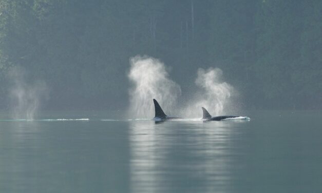 Sitka Assembly considers funding for trollers’ ongoing legal battle