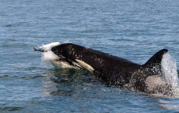 Gov. Dunleavy says state prepared to appeal killer whale lawsuit to Supreme Court if necessary