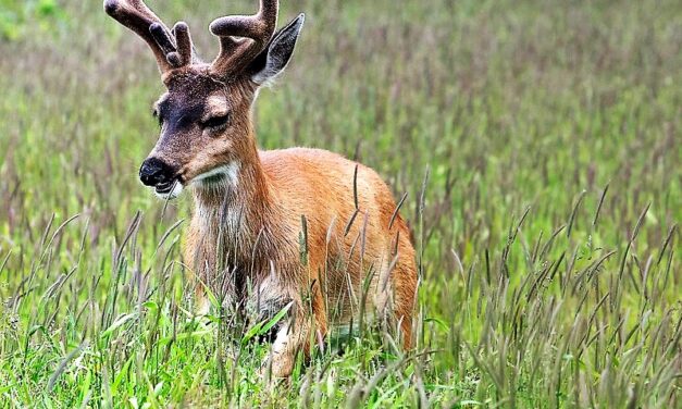 In a nod to local hunter concerns, Board of Game limits non-residents to a pair of bucks on Southeast’s ABC Islands