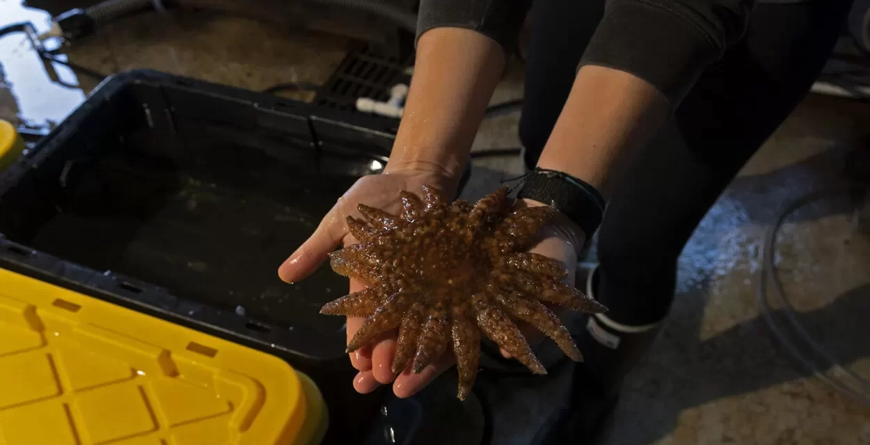 How much seaweed do urchins eat? UC Santa Cruz students present findings after month of research in Sitka