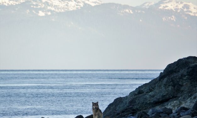 No deer, no problem: sea otters become main course for this Southeast Alaska wolf pack