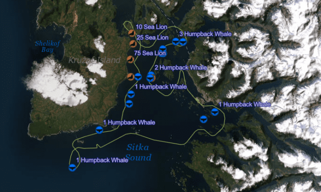 ADF&G continues second week of aerial surveys ahead of herring fishery
