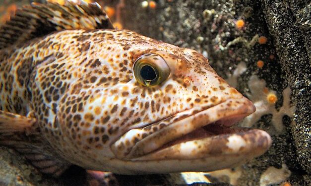 Sitka hair study keeps research on top of mercury in seafood