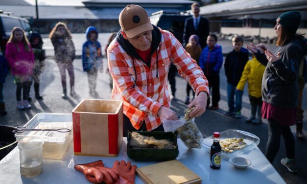 Sitka’s traditional herring egg harvest tastes best with traditional cooking — in a bentwood box