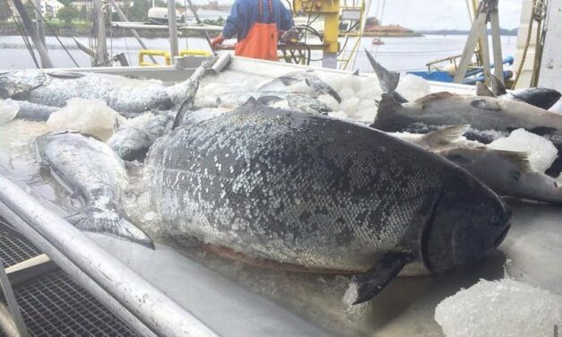 DOJ will appeal court order forcing troll fishery closure