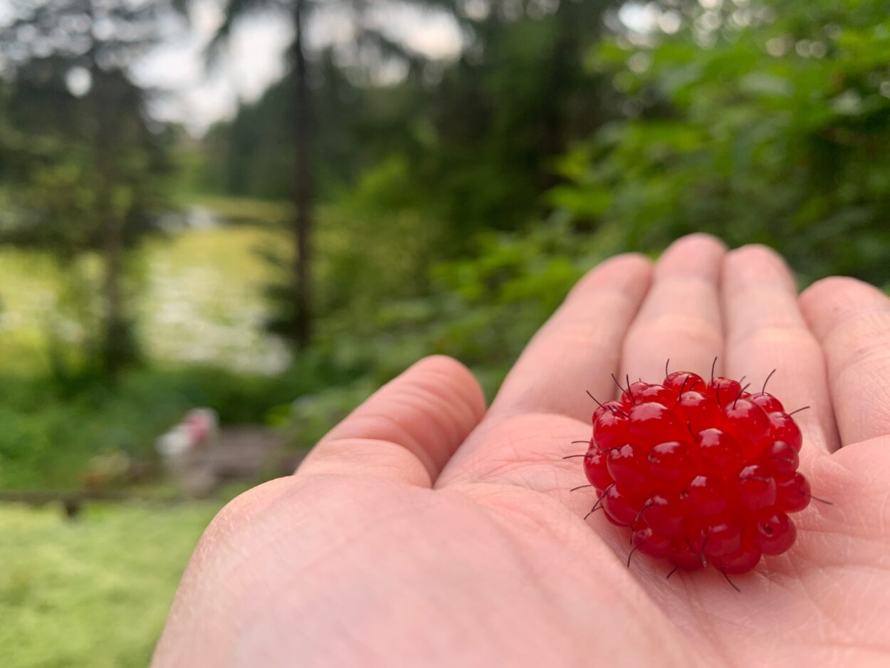 Citizen science meets tech in new berry monitoring project