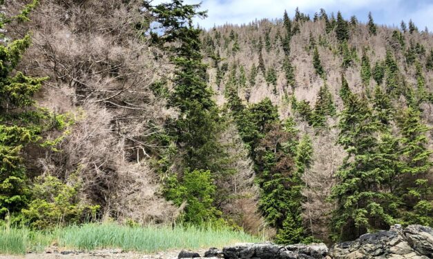 Tongass Forest rebound possible, as budworm infestation winds down