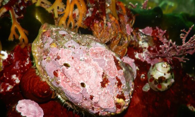 Research seeks to understand the many ‘ways of knowing abalone’
