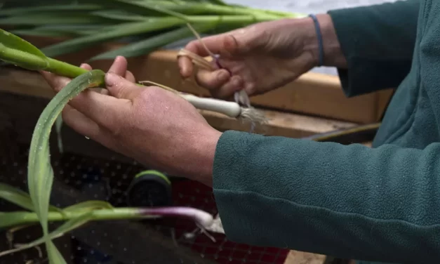 Assembly supportive of community garden project