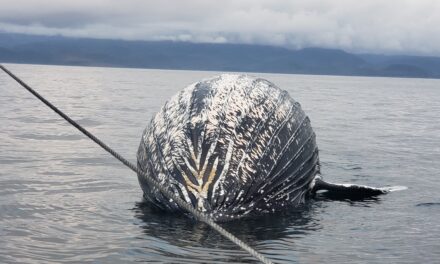 Dead humpback whale spotted floating south of Sitka
