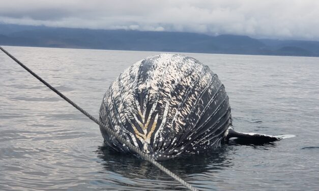 Dead humpback whale spotted floating south of Sitka