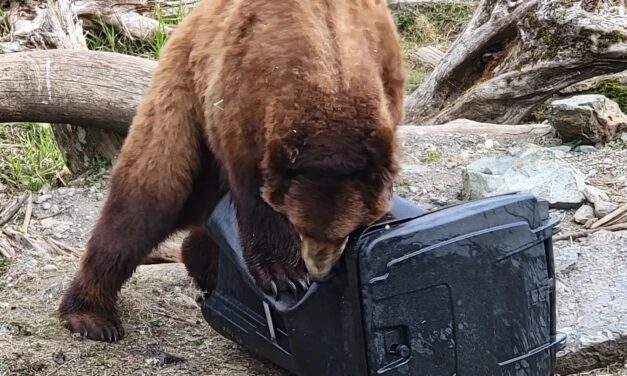 Hoonah gives residents bear-resistant trash cans but most of Southeast Alaska can’t afford them